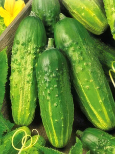 Pic