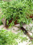 pic